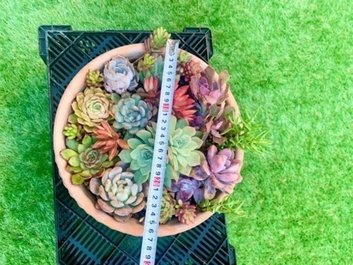 値下げしました！多肉植物の寄せ植え　大きな鉢つき