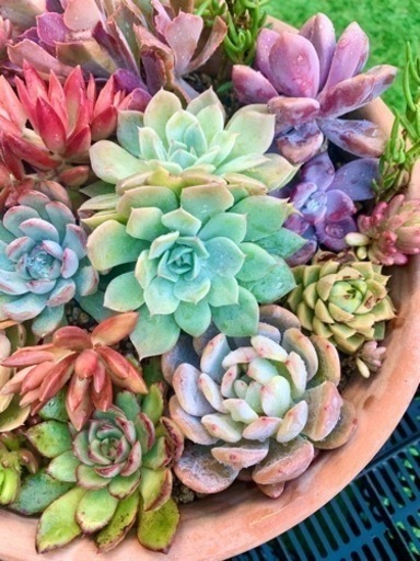 値下げしました！多肉植物の寄せ植え　大きな鉢つき