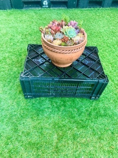 値下げしました！多肉植物の寄せ植え　大きな鉢つき