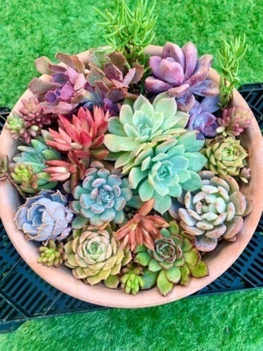 値下げしました！多肉植物の寄せ植え　大きな鉢つき