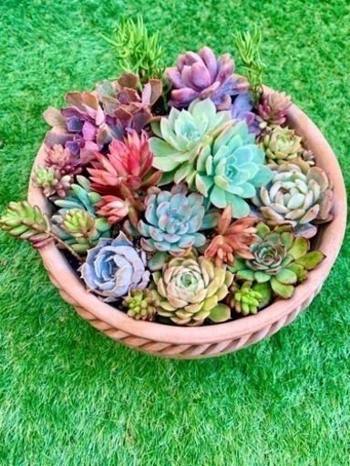 値下げしました！多肉植物の寄せ植え　大きな鉢つき