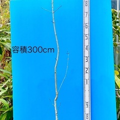 14000円アオダモ240cm　山取り自然樹形