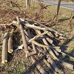 決まりました　薪　トゲがあります