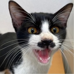 ハチワレ君　オス　約5ヶ月