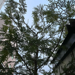 ヒバの木の画像