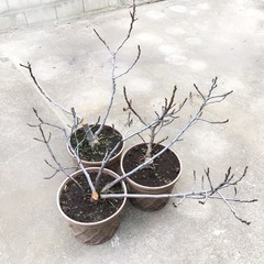 イチジク 鉢植え 3鉢セット