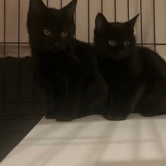 里親決定いたしました。ありがとうございました。黒猫　子猫　千葉市...