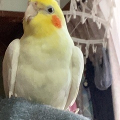 神戸市長田区花山町2丁目にてオカメインコ迷子