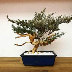 アート盆栽の作り方教えます。将来はインストラクターを目指して！ − 京都府