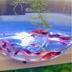 （締め切りました）3月15日土限定【清須市受け渡し】カラーシュリ...