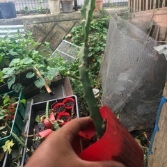 イエローピタヤ苗　ドラゴンフルーツ