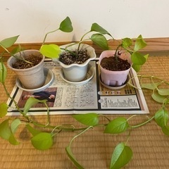 生活雑貨 家庭用品 ガーデニング
