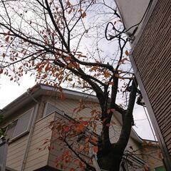 【急募】今木を伐採しているので搬出を手伝ってください