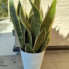 サンセベリア鉢植え
