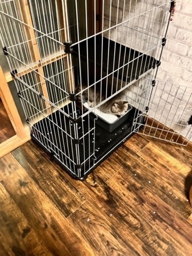 猫ちゃん飼育セット
