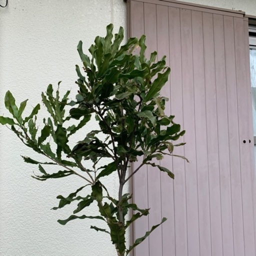 マカダミアナッツの木譲ります。