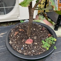 マカダミアナッツの木譲ります。