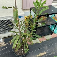 マカダミアナッツの木譲ります。