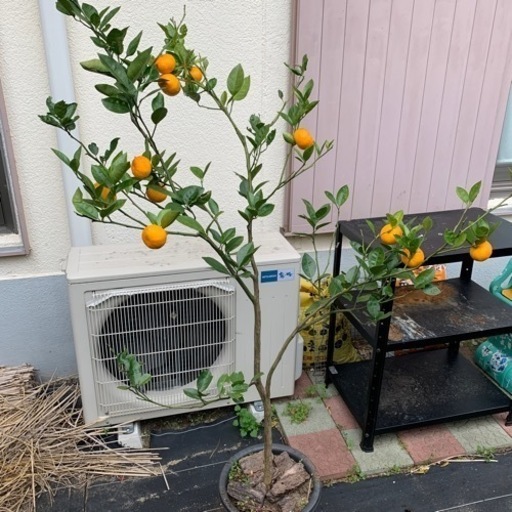 奄美大島から実生のケラジミカン