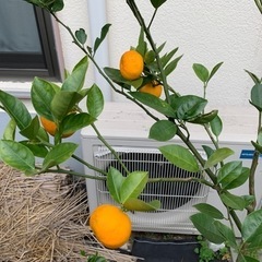 奄美大島から実生のケラジミカンの画像