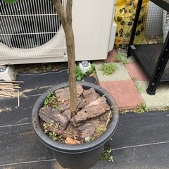 奄美大島から実生のケラジミカンの画像