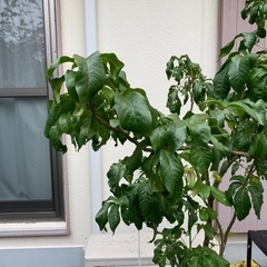 希少 ホワイトサポテ 苗木 台木 実生苗木