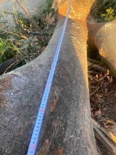 欅ケヤキ　原木材木