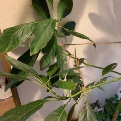 アボガド（ハス）実生180センチ