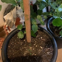 アボガド（ハス）実生180センチ