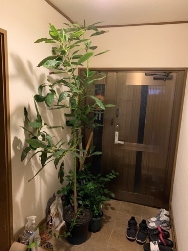 アボガド（ハス）実生180センチ