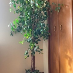 相談中❗️フェイクグリーン　観葉植物高さ約150センチ