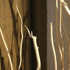 ★5/5(日)までの出品です◎★　【ナチュラル・インテリア】　三又　もしくは　雲竜柳　一束　174cmほど！の画像