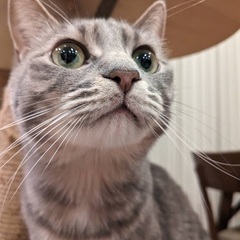 グレーの毛並みがきれいです♪