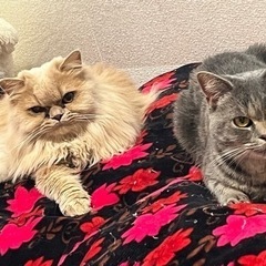 ブリティッシュショートヘア  ロング メス   1歳