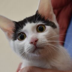 大山子ねこ - 米子市