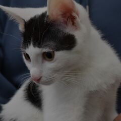 大山子ねこ - 猫