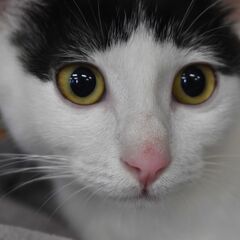 大山子ねこ − 鳥取県