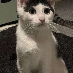 大山子ねこ - 里親募集
