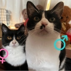 お問い合わせ❌黒白にゃんこ🐱2匹ペア