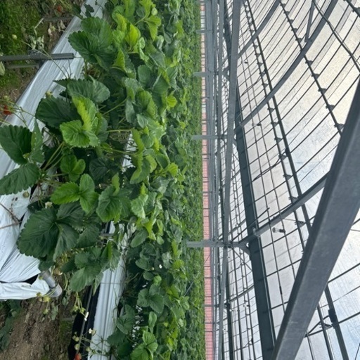 いちご　恋みのり　フリー苗