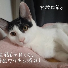 元気な姉妹です