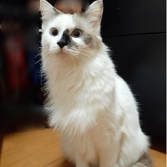 とても優しい女の子です