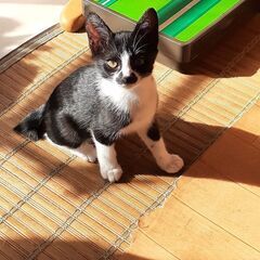 白黒の男の子　有り難うございました無事に里親さん決まりました