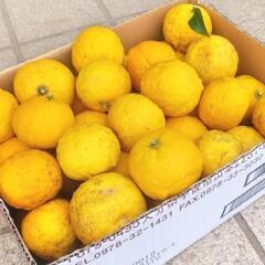 まだあります！大量 千葉県産 無農薬 柚子 100個以上