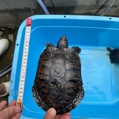 アカミミガメ（ミドリガメ）20センチ