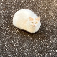この子の保護を手助けしてくれる方を探しています。