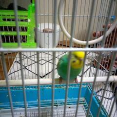 セキセイインコ2匹
