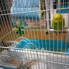セキセイインコ2匹 - 知立市