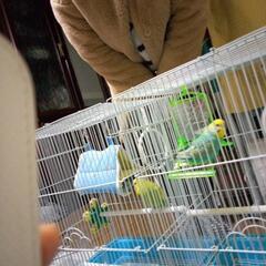 セキセイインコ2匹 - その他
