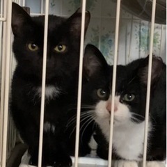 避妊済み❣️2ヶ月半ぐらい人慣れ抱っこちゃん姉妹